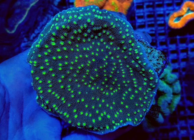 Echinopora lamellosa (Premium)