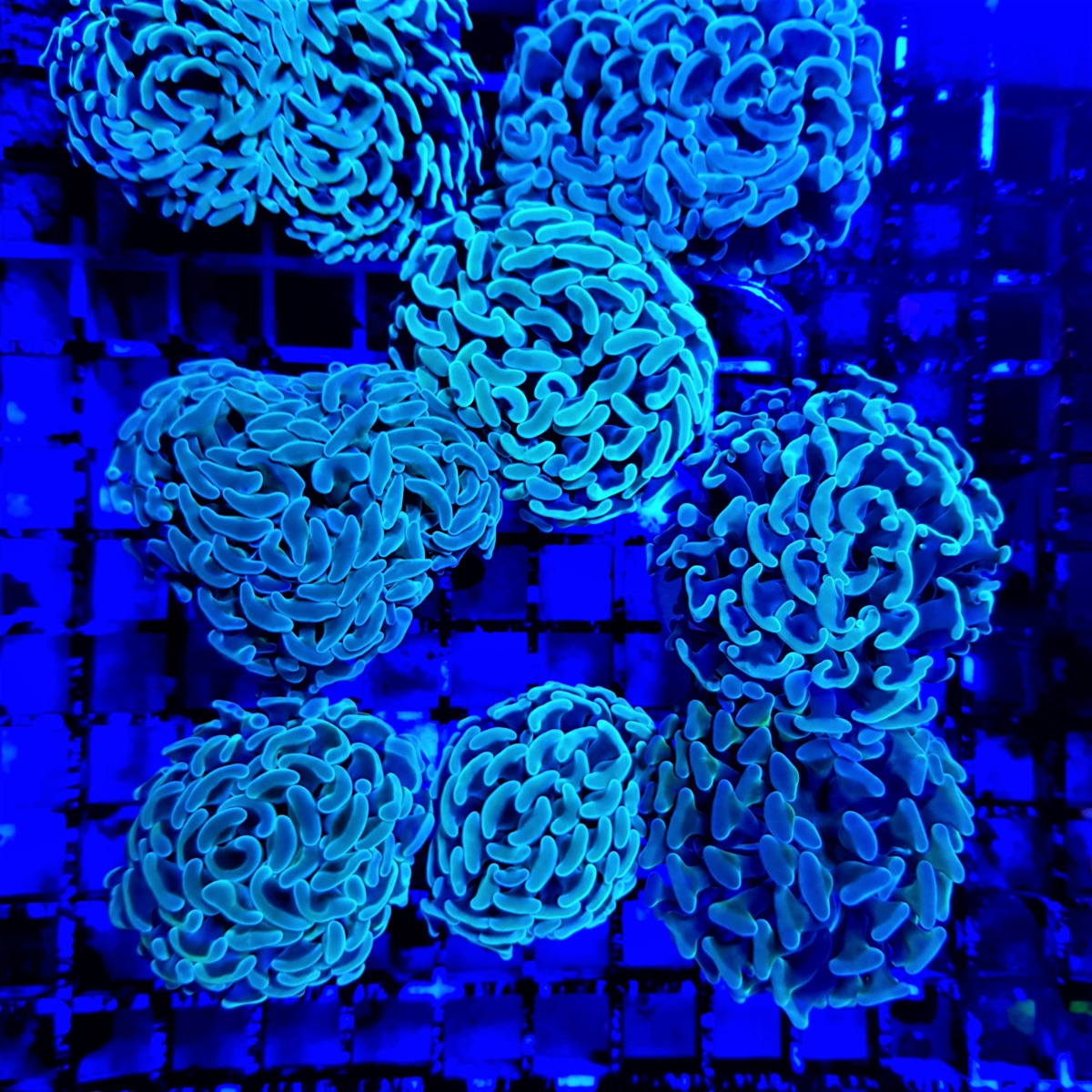 Euphyllia paraancora (Green) (price per head) Aust.