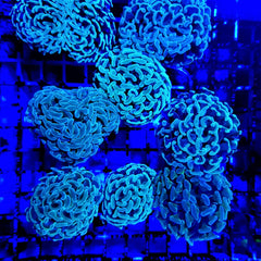 Euphyllia paraancora (Green) (price per head) Aust.