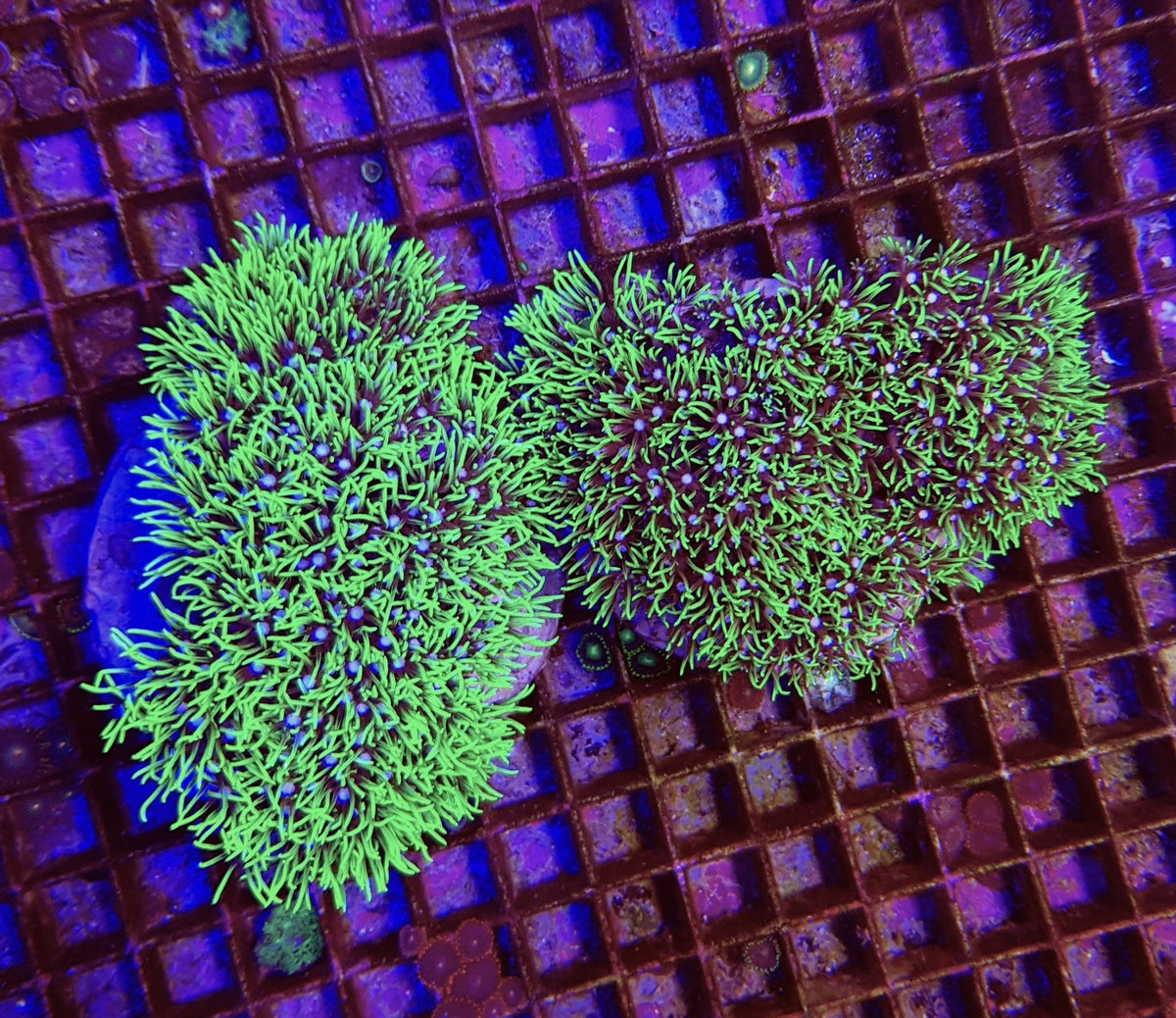 Pachyclavularia violacea (Green Grade A)