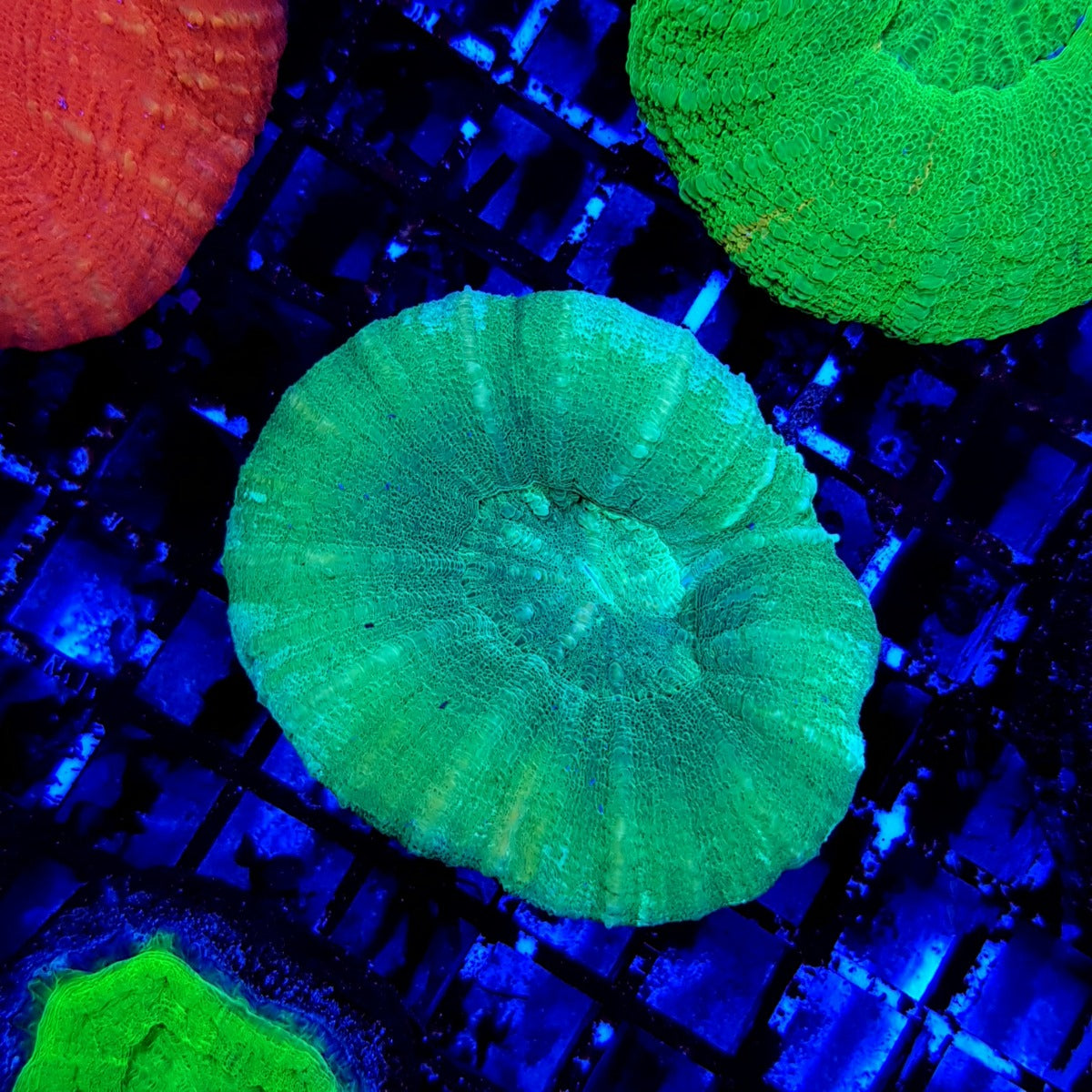 Scolymia australis (Green)