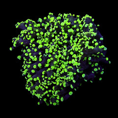 Euphyllia paradivisa (Green) (Premium) (1 hd.)