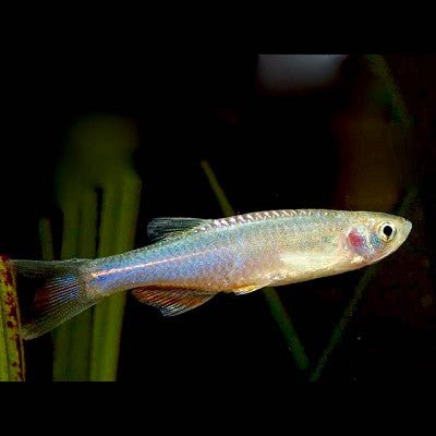 Brachydanio albolineatus  Blauwe danio M