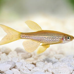 Brachydanio frankei Luipaarddanio 2. cm.