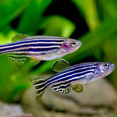 Brachydanio rerio    Zebradanio L