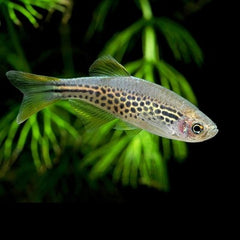 Danio kyathit M