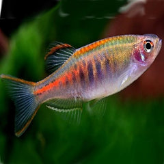 Danio choprae   Birma danio M