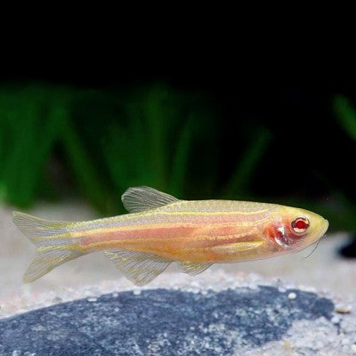 Brachydanio rerio   Zebradanio goud M