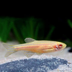 Brachydanio rerio   Zebradanio goud M