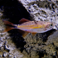 Danio malabaricus   Reuzedanio goud L