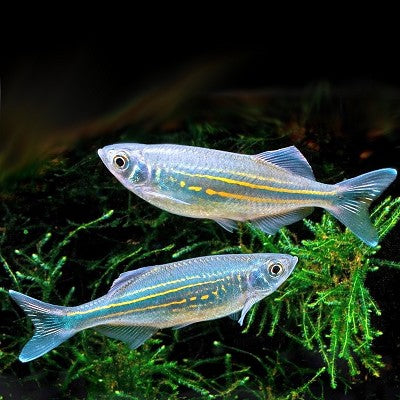 Danio malabaricus   Reuzedanio 7 cm.