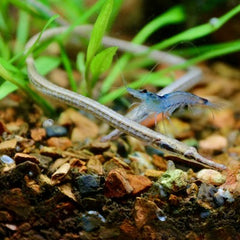 Dory.martensii  Zoetwaternaald 12-15 cm