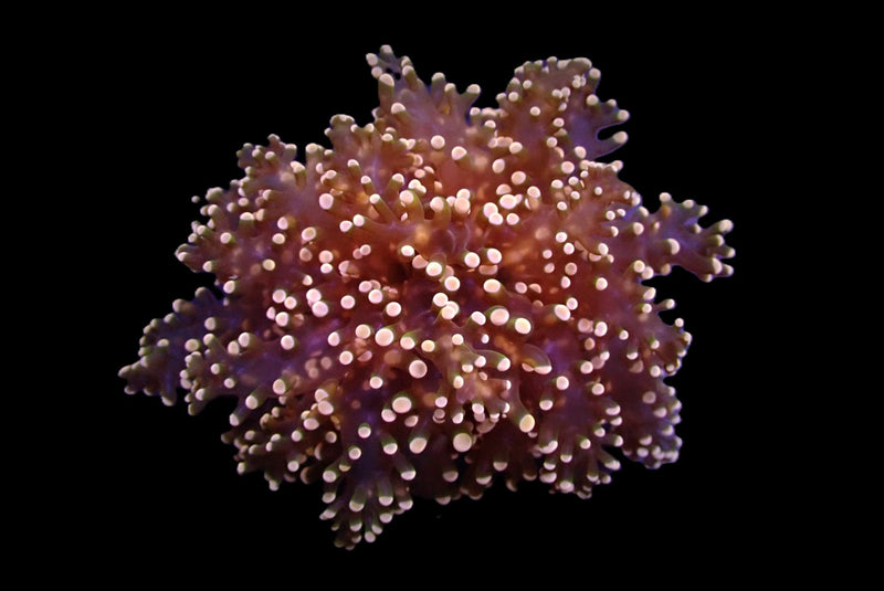 Euphyllia yaeyamaensis (Orange-Pink) (1 hd.)
