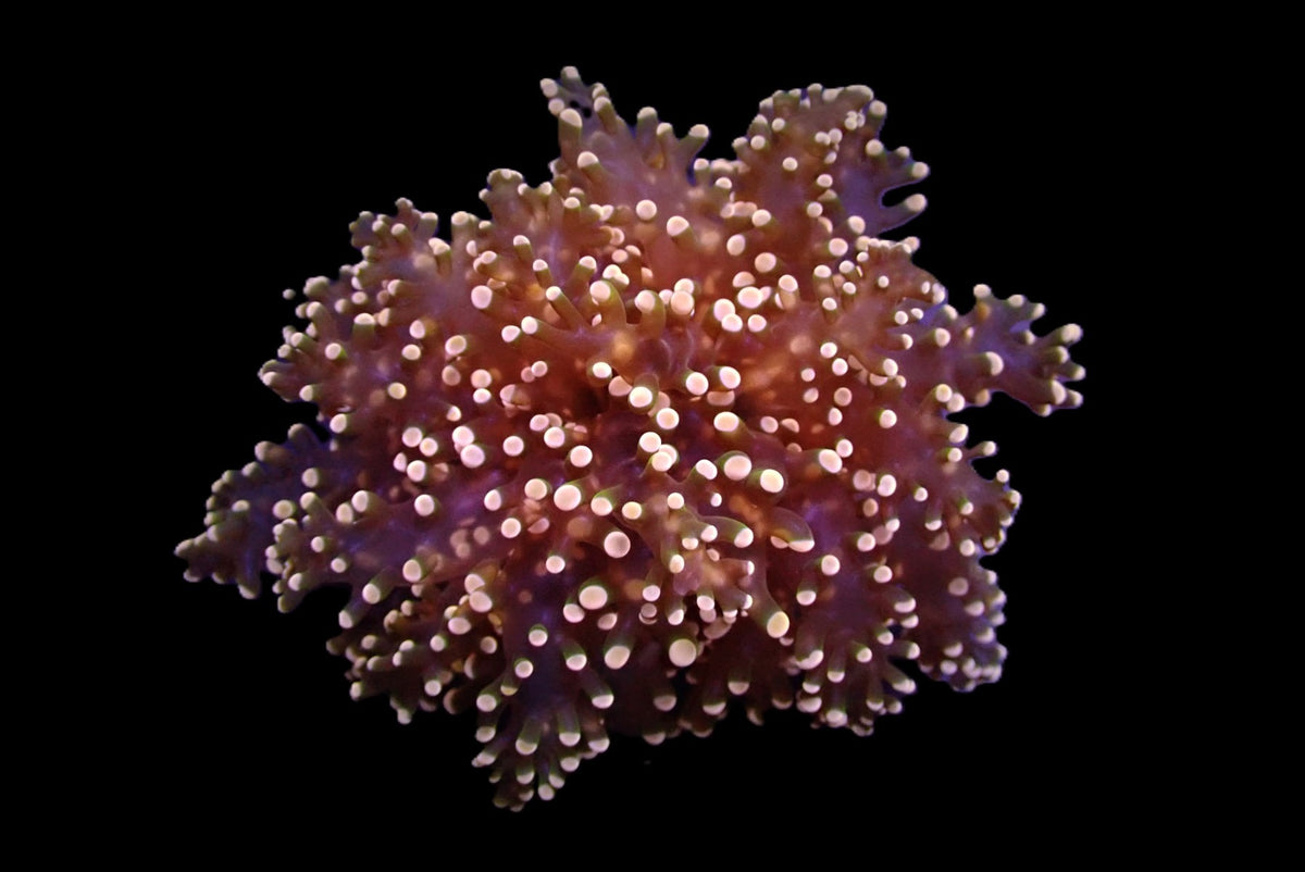 Euphyllia yaeyamaensis (Orange-Yellow) (1 hd.)