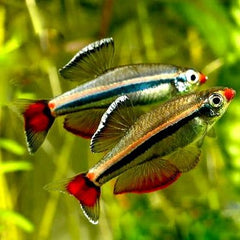 Tanichthys albonubes   Chinese danio M