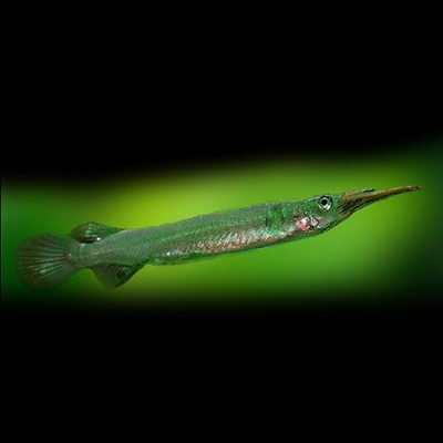Dermogenys pusillus   Halfsnavelbek XL