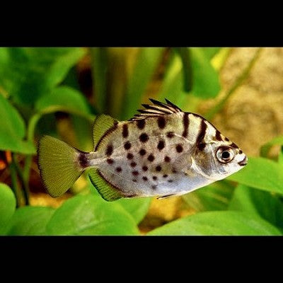 Scatophagus argus argus  Groene argus ML