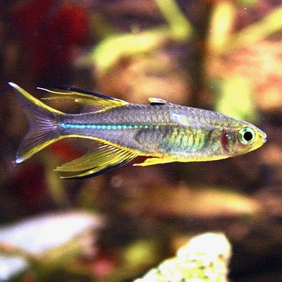 Telmatherina ladiges  Celebes zeilvis M