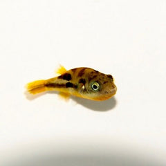 Tetra.travancoricus  Dwerg kogelvis SM @