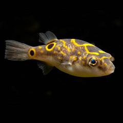 Tetraodon cf.biocellatus  Kogelvis XL