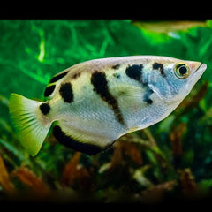 Toxotus jaculatrix    Schuttersvis SM