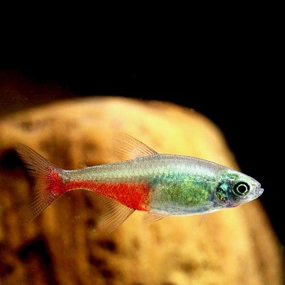 Aphyocharax rathbuni   Roodvinzalm