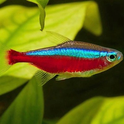 Paracheirodon axelrodi Kardinaaltetra M#
