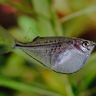 Gast.maculatus  Reuze zilverbijlzalm XXL