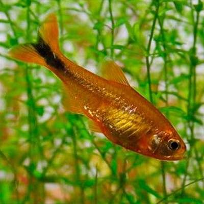 Hasemania nana   Koperzalm M @