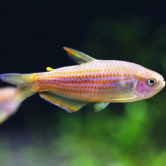 Inpaichthys parauapiranga