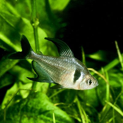 Mega.megalopterus  Zwarte fantoomzalm @