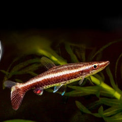 Nannobrycon eques   Potloodvis M @