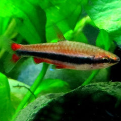 Nannostomus beckfordi   Spitszalm @