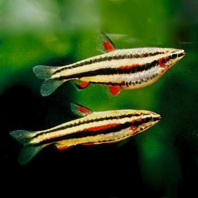 Nannost.marginatus   Dwergspitszalm L