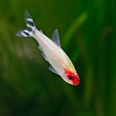 Petitella georgia   Roodkopzalm ML @