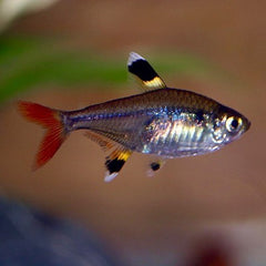 Pristella riddlei   Pristella-tetra M @