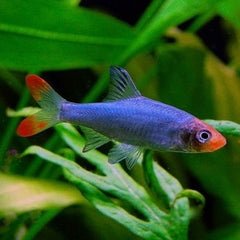 Sawbwa resplendens Naked micro rasbora
