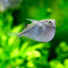 Thor.stellatus  Grote zilver bijlzalm L