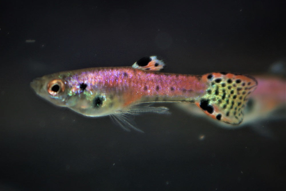 Endler Gup Neon Tiger Rood (M/F) (POEC. WINGEI NEON TIGER RED (M/F) M)