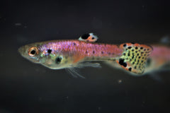 Endler Gup Neon Tiger Rood (M/F) (POEC. WINGEI NEON TIGER RED (M/F) M)