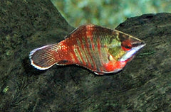 Samurai Goerami (SPHAERICHTHYS VAILLANTI M)