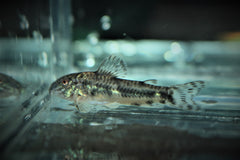 Pantsermeerval Raimundi (ASPIDORAS RAIMUNDI M)