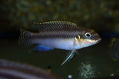 Kersenbuikcichlide Nigeria Groen (PELVIC. TAENIATUS NIGERIA GREEN M/L)