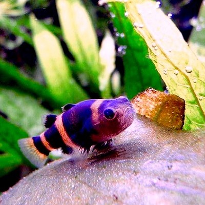 Brachygobius xanthozona   Bijtje SM