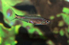 Tetra Axelrodi (BRITTANICHTHYS AXELRODI M)