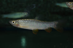 Forelspatzalm (COPEINA GUTTATA L)