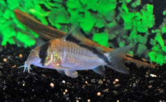 Pantsermeerval Davidsandsi (CORYDORAS DAVIDSANDSI L)