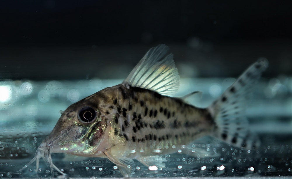 Pantsermeerval Vittatus (CORYDORAS VITTATUS M)