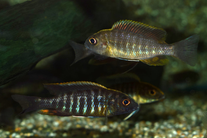 Keizerbaars Maylandi (AULONOCARA MAYLANDI S)