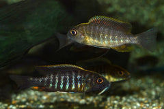 Keizerbaars Maylandi (AULONOCARA MAYLANDI S)